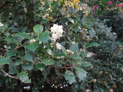 今日の写真は,先日のかんさつ会からで,柊(ヒイラギ)の花です.トゲトゲの葉っぱは皆さんご存知でしょうが,花は珍しいですよね.