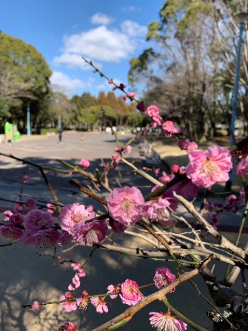 さて、白梅、紅梅とご紹介してきましたが、今日はピンクの梅を見つけました。 お日様が当たるとなんだか花もうれしそうです。
