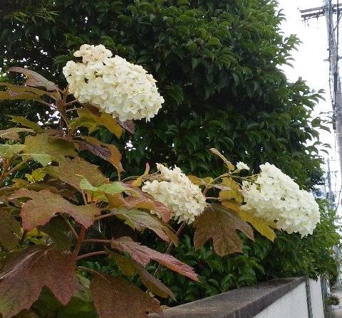 この花は、去年もアップしましたが、カシワバアジサイ（柏葉紫陽花）です。花が円錐状に付くので、ちょっと見にはアジサイに見えませんね。