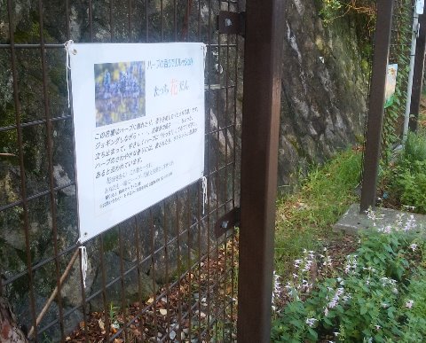 春日公園周回路のスタート地点辺りに花壇があるのですが、「たっち花だん」との掲示があります。ハーブに触れたり香りを楽しんでリフレッシュしてください、とのことです。　私は詳しくないのですが、何種類かが植えられているようで、可愛い花をつけているものもありますよ。