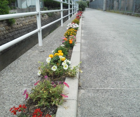 この写真は,今朝のコース沿いの花々で,先日地元の方?が植え替えておられました.無事に根付いたようです.