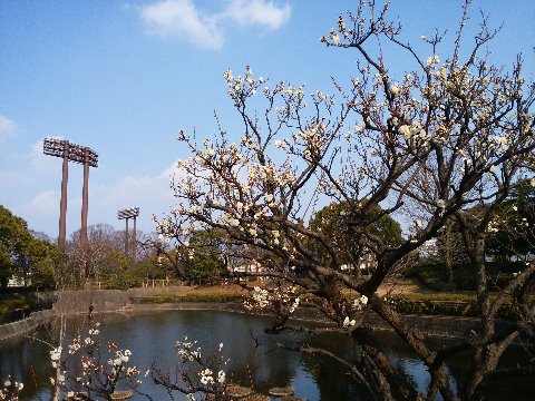 というわけで、青空もあることだしまたまたしつこく白梅です。一応、先日来の写真とは別の樹ですよ。