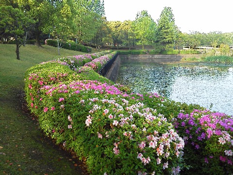 公園のツツジも，先日ご紹介したクルメツツジはもう盛りを過ぎたようですが，花の大きなヒラドツツジはまだきれいです．