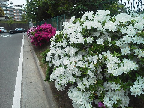 ツツジももうあちこちで満開を迎えつつあります.これは春日公園への途中にある春日東小のツツジです.個人的にはこの純白が好きかな.