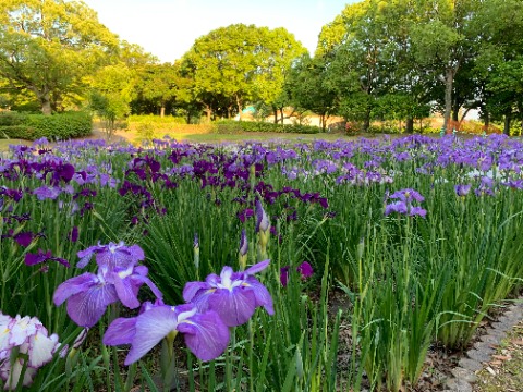 以前にもご紹介した自然風庭園の花菖蒲。今はもうほぼ満開で見頃のようですよ。