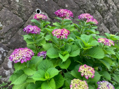 春日公園でも紫陽花(アジサイ)が咲き始めました。雨が似合う花ですが、今はまだ降っていません。
