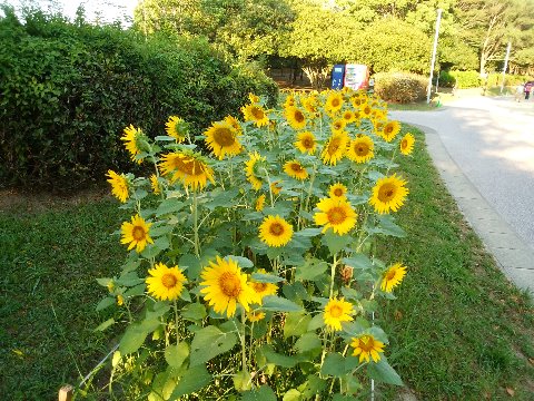 周回路脇のヒマワリ（向日葵）の花壇が満開です。まだ暑い時季に間に合いましたね。ただ少しうつむき加減に見えるのは、やっぱり雨不足のせいなのでしょうか？