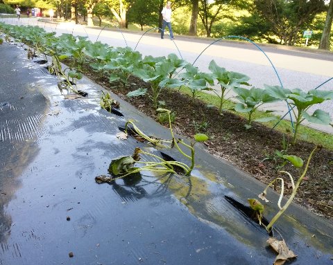 サツマイモって、たしかこんなツルを植えるんですよね。