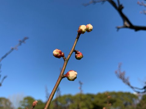 春日公園の白梅は、例年より開花が遅いように思います。それでも何輪かは咲いていましたし、蕾もこんなにふくらんでいます。
