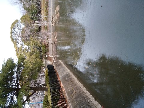ほんとに凍っていたのが、この菖蒲池です。やっぱり写真じゃわかりにくいですが、全面が凍っていました。スケートが楽しめそうです、というのはウソですが･･･