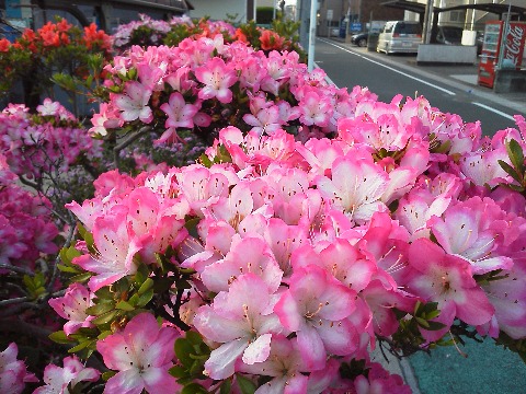 春日公園への途中に咲いていたツツジです.白いツツジがお酒に酔っぱらった??