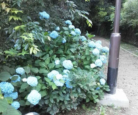八景水谷公園の紫陽花です.心なしか広島よりも開花が早いように思います.