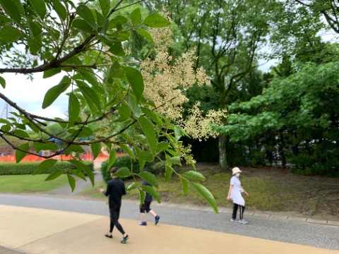シマトネリコの花がたくさん咲いています。この木の種は特徴的なので何度かアップしましたが、花は見逃すことが多かった気がします。