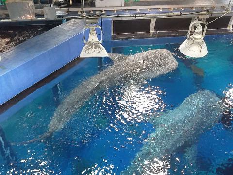 写真の腕が悪くて,サンショウウオくらいにしか見えないかもしれませんが,たぶん下側のほうが全長8.4メートルと最大のジンベさんです.