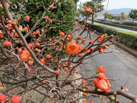 さて、外周だとなかなか写真ネタが見つからないんですよね。でもこんなきれいな花もありました。横着して名前がわからないままアップしちゃいます。どなたかおわかりですか?