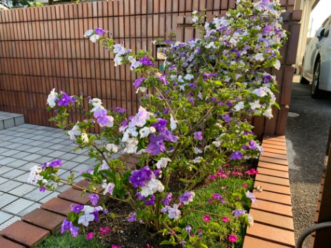 この花もほぼ毎年アップしているような気がしますが匂蕃茉莉が咲いています。春日公園ではなくて、途中のよそのお宅です。 匂は香り、蕃は外国の、茉莉はジャスミンです。紫や白の花が混じっているみたいですが、咲き始めの濃い紫色がだんだん薄くなって最後は白色となります。