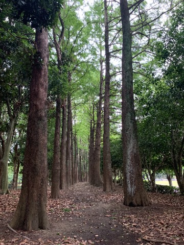 さてここは「落羽松の小径」です。この名付け親である公園ウォークの先輩さんから写真を見せてもらって、公園内を何回も探したのに見つけられなかった場所です。　前回はたしか落葉した姿をアップしたので、今回は緑の季節をどうぞ。