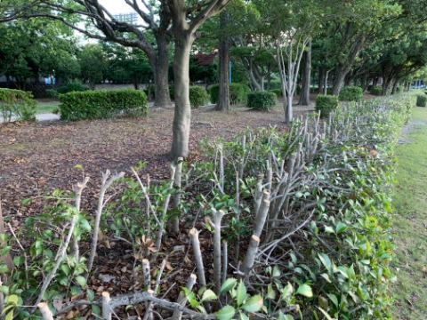 これは春日公園の外周ですが、一部の生垣が大胆に剪定されて、向こうに見える周回路との間でお互い見通しが良くなりました。素人目にはこんなに切って大丈夫かいなと思いますが、結構すぐにまた茂りますよね。