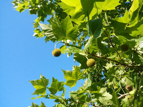タイワンフウ(台湾楓)が青々とした実をつけています。成熟すると褐色になって、葉が落ちて枝だけになるとよく目立ちますが、緑の葉が茂っていると目に付きにくいですね。