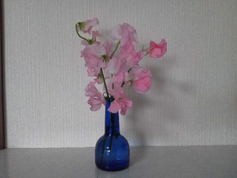 生け花というほどのものじゃないですが,スイートピーのピンクと花器?のブルーがきれいでしょう? この器は,バレンタインにもらったお酒の瓶です.