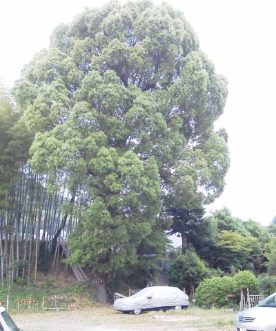 この写真は,コース途中の大樹.根元には注連縄が掛けられています.