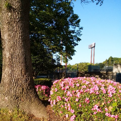 春日公園の躑躅もあらかた散ってしまいましたが、まだところどころには絵になる風景が残っています。青空が背景だと何でもきれいに見えますしね。