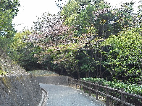 空城山公園の桜は,まだかろうじて残っていて,ご覧の通り一分咲きならぬ一部残りといった感じでした.