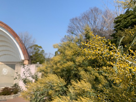 何年も前にここで教えてもらったことを思い出しました。 ミモザサラダっていうのは、ゆで卵の黄身を裏ごししたものを使うんですよね。 たしかにこの花、そんな感じです。