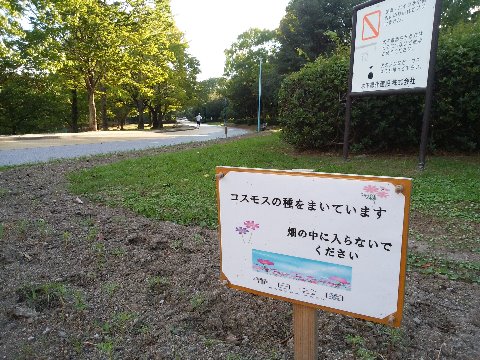 何回か向日葵の成長記録をご紹介した花壇、今度は秋桜だそうです。向日葵が思いの外早く抜かれてしまったのは、次のこの予定が迫っていたからだったんでしょうね。