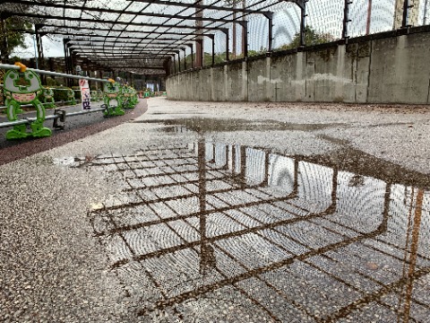 雨天をわかってもらえる写真を･･と思ってがんばったのですが、難しいですね。　　水面に雨粒の波紋があるのですが、良く見えません。まあこんな水たまりができるほど降った、ということで良しとさせてもらいましょう。
