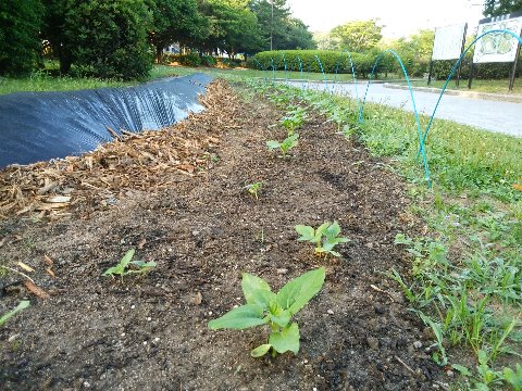さて本の写真ばかりが続いてもクレームが来そうなので、また春日公園の近況報告です。　これまでにも何度かご紹介した周回路脇の花壇です。少し前から、また何かが植えられて黒いシートでカバーされているのは知っていたのですが、どうやらその横にも別の花が植えられていたようです。　今回は何も表示がないし、素人の私では花が咲くまで正体が分かりません。まあそれも楽しみです。