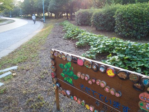 これは何度かご紹介した花壇です。周りのヒマワリが片付けられて、元気に育っているサツマイモが主人公になりました。子どもたちが収穫を楽しみにしていることでしょうね。
