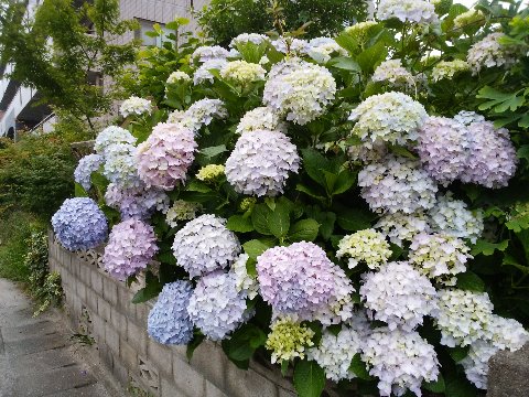 春日公園ではないのですが、その道中のよそのお宅のアジサイ（紫陽花）です。七変化と言いますが、こうして同時にいろんな色が見られるときれいですね。