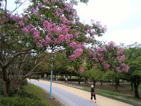 公園の周回路脇では、百日紅が盛りです。花の色は同じ赤系統でもいろいろあるみたいですね。これはかなりピンクっぽいやつです。