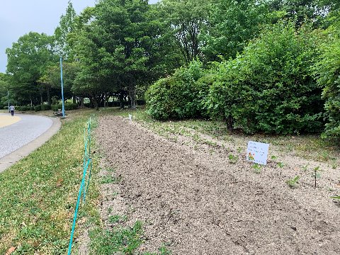 これまでも何度かご紹介した周回路脇の花壇は、今こんな状態です。奥の方にもう若葉が出ているのは、看板にあるとおり向日葵ですが、手前の畝が気になります。去年はサツマイモが植えられていたんですが、その時は黒いシートがあったので、やっぱり違うのかな？