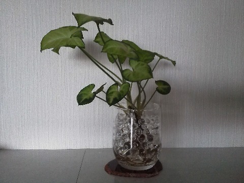 我が家のささやかなグリーン,シンゴニウムです.長らくパソコンラックの上にいたのですが,ちょっと大きくなってきたので,最近リビングに進出しました.