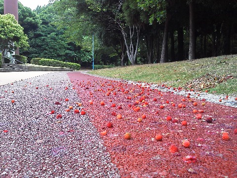 先日ご紹介した春日公園のヤマモモですが，勇気ある皆さんが味見されたそうなので，言い出しっぺの私が知らん顔もできまいということでチャレンジしてみました．甘酸っぱいというか酸っぱ酸っぱいというか･･･　さすが野趣に富んだ味ですね．ちなみに，これはヤマモモ科，桃はバラ科で，全く別物なんだそうです．