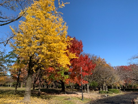 ご無沙汰している間に公園の紅葉・黄葉が進んでいます。 常緑樹もあり既に落葉して枝だけの木もあり、「みんなちがってみんないい」ですね。