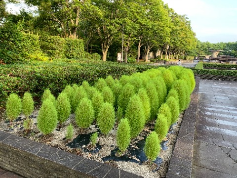 公園の噴水近くでは、箒木(ホウキギ、コキア)が気を付け!で行列を作っています。