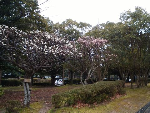 そのバイクの写真じゃなくてごめんなさい。春日公園の中でもここだけは、紅梅と白梅が並んで咲いていてきれいです。