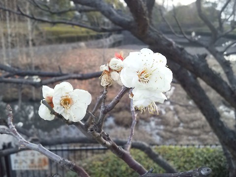 春日公園で,先日とは別の白梅がきれいだったので写してきました.