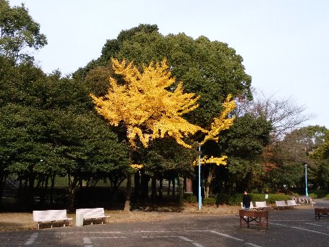 公園の木々はだいぶ落葉が進んでいます。そんな中で、常緑樹を背景にしたイチョウの山吹色がきれいでした。
