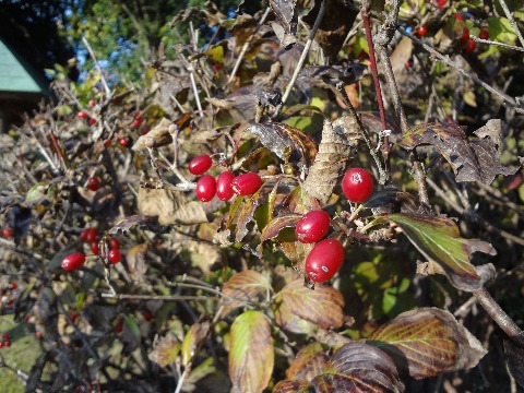 これは春日公園のサンシュユ（山茱萸）の実です．宮崎のひえつき節の冒頭に「庭のさんしゅうの･･･」とあるのは山椒だとする説が多いようですがこの山茱萸とする説もあるそうです．まるでグミのようにきれいでいかにも美味しそうですが，渋くて食べられないとのことです．鳥も食べないそうですが，自分で確かめたい方はどうぞ．