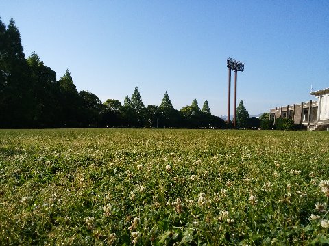 　足下では、クローバー（シロツメクサ）が昨日の雨の名残かはたまた朝露かしっとりと濡れていました。ラン仲間に四つ葉のクローバーを見つけるのが得意な人がいますが、四つ葉の確率は1/10,000くらいらしいです。よく見つけますよね。