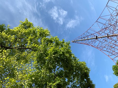 ラジオ体操の途中で見上げた空。青空をバックに若葉の新緑がきれいでした。