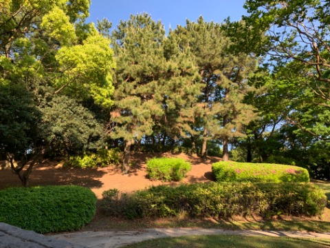 春日公園は全体的に緩やかな起伏があるのですが、この赤松の向こうあたりがたぶん最高地点です。一応頂上！ですかね。