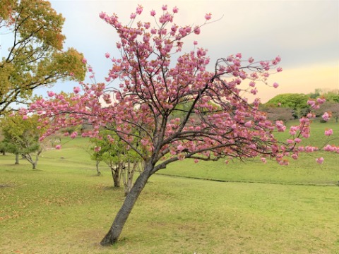 まあそんな愚痴よりサクラです。1本だけある八重桜。ぼってりした花をたわわにつけています。ソメイヨシノが散って周りが緑になると俄然存在感を示します。ある思い出から、私の中ではサクラモチの木と呼んでいます。