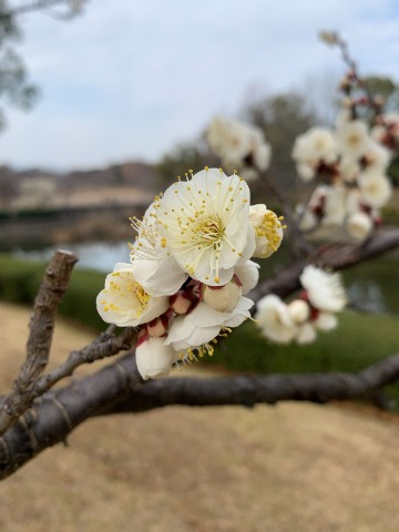 遅ればせながら白梅の写真です。 華やかな桜も良いですが、気品のある梅花も好きです。
