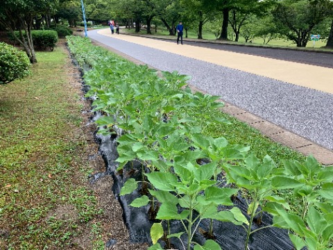 周回路脇の花壇。ここでは向日葵が元気に育っています。