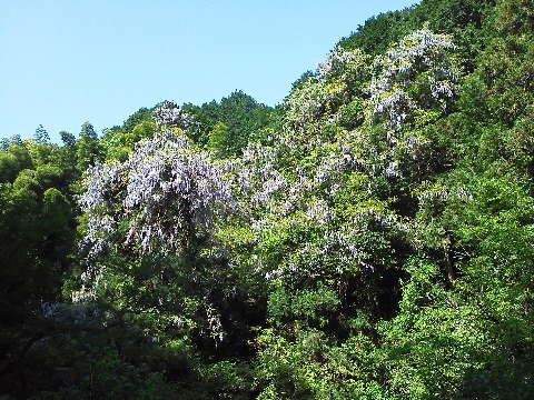 そのキャンプ場への道すがら，ヤマフジの群生を見かけました．ここまでたくさんになるとなかなか壮観で，メンバーの華やかさ不足？を補ってくれました．